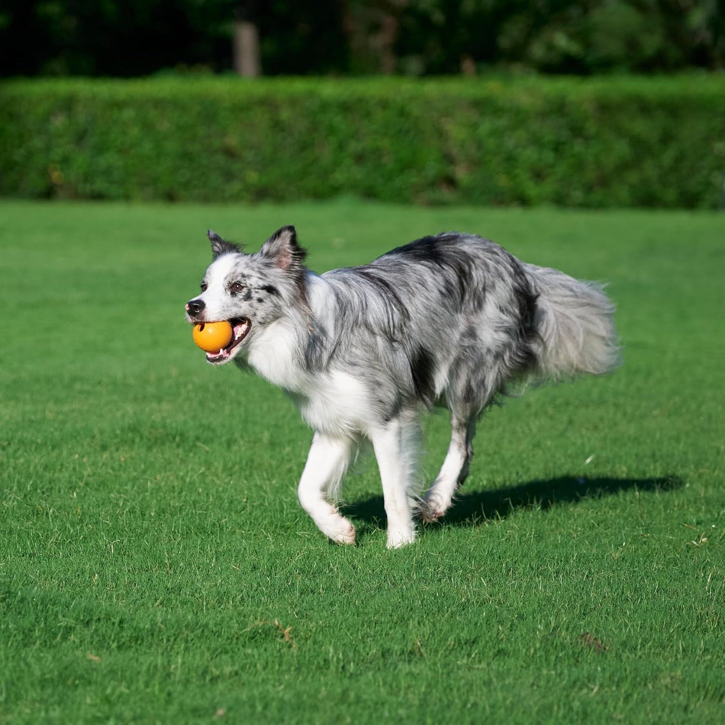 Amazon Basics Dog Toys, Interactive Supreme Rubber Balls, (Pack of 3), 2.5 inch, Blue, Orange