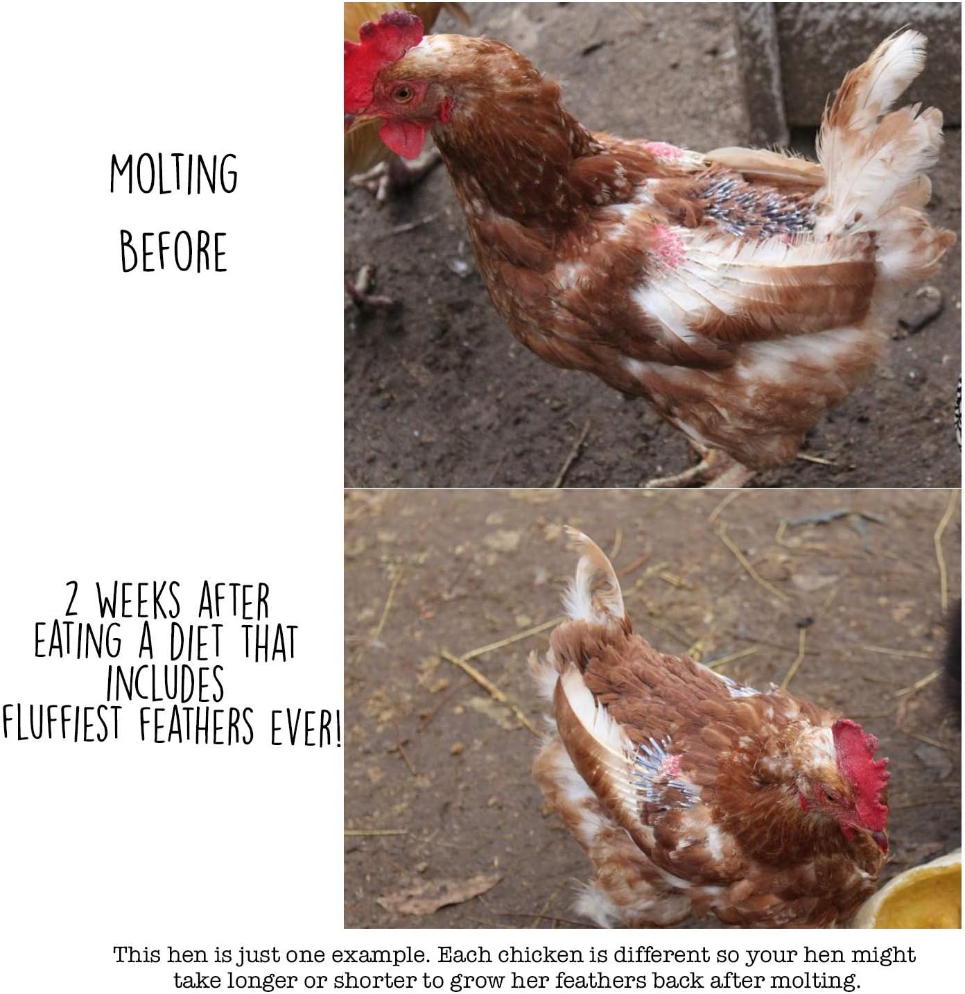 Pampered Chicken Mama Molting Supplement for Chickens: Fluffiest Feathers Ever Backyard Chicken Feed and Supplies for Hens (2 pounds)